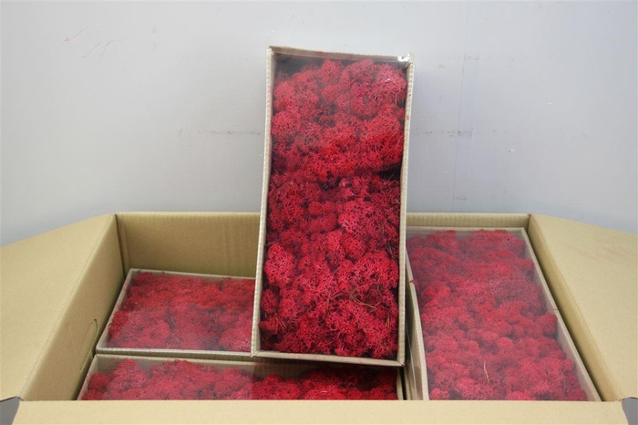 <h4>Mos Rendier Red Gepr 500gr</h4>