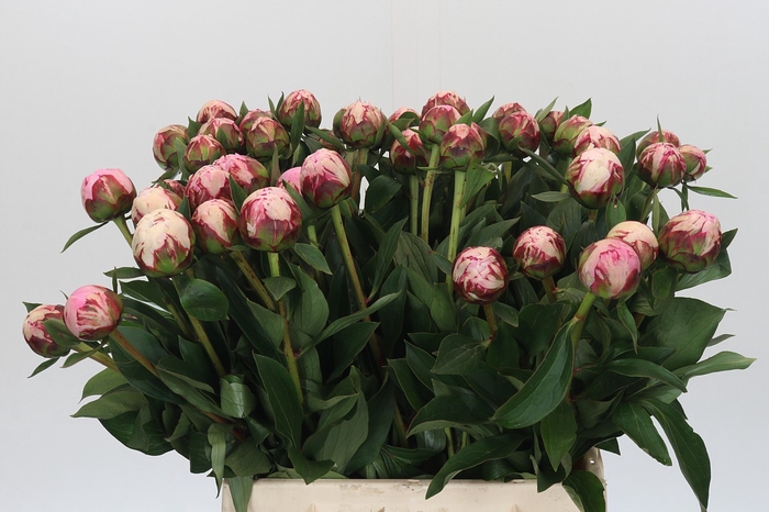 <h4>Paeonia Sarah Bernhardt</h4>