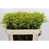 Solidago Tara Gold