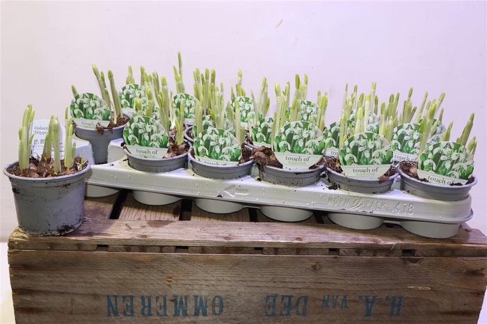 <h4>Galanthus Hippolyta</h4>