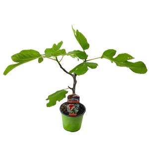 Ficus carica