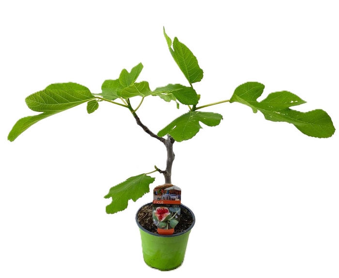 <h4>Ficus carica</h4>