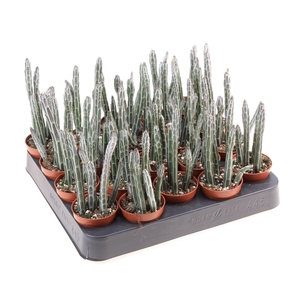 Senecio   ...
