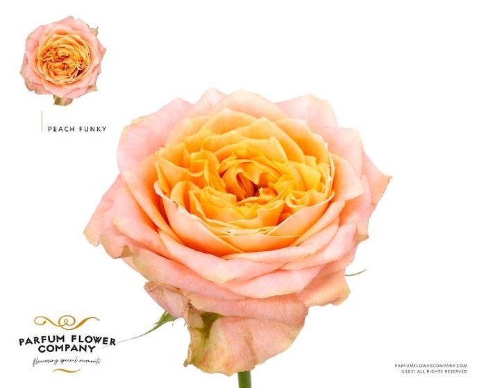 <h4>Rosa Garden Peach Funky</h4>