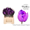 TU EN RV PURPLE