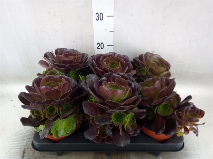 <h4>Aeonium arboreum 'Velours'</h4>