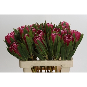 Protea Brenda