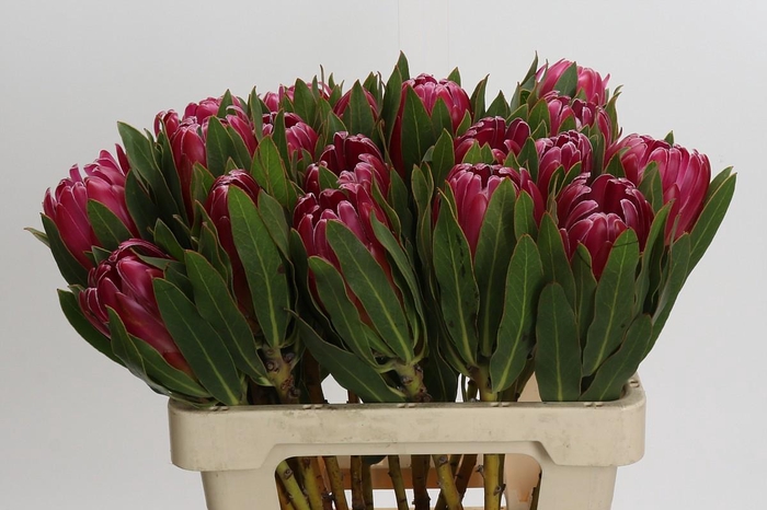 <h4>Protea Brenda</h4>