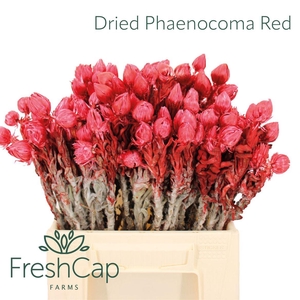 Dried Phaenocoma (everlasting) Red