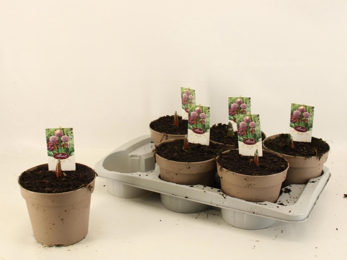 <h4>ALLI GIGANTEUM</h4>