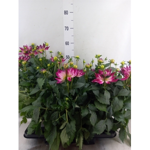 Dahlia DE 'Labella Magg Rose Bicol'