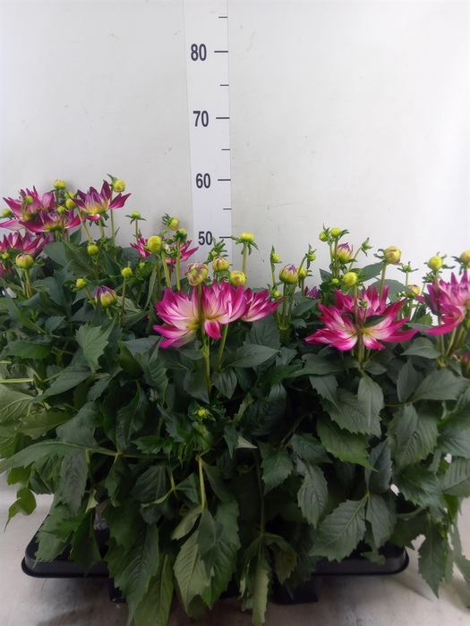 <h4>Dahlia DE 'Labella Magg Rose Bicol'</h4>