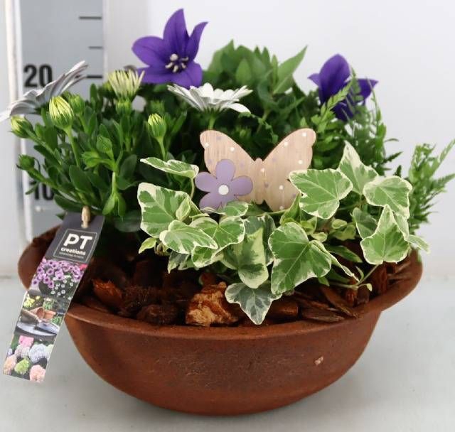 <h4>ARR TUINPLANTEN</h4>