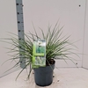 Cortaderia selloana Tiny Pampa