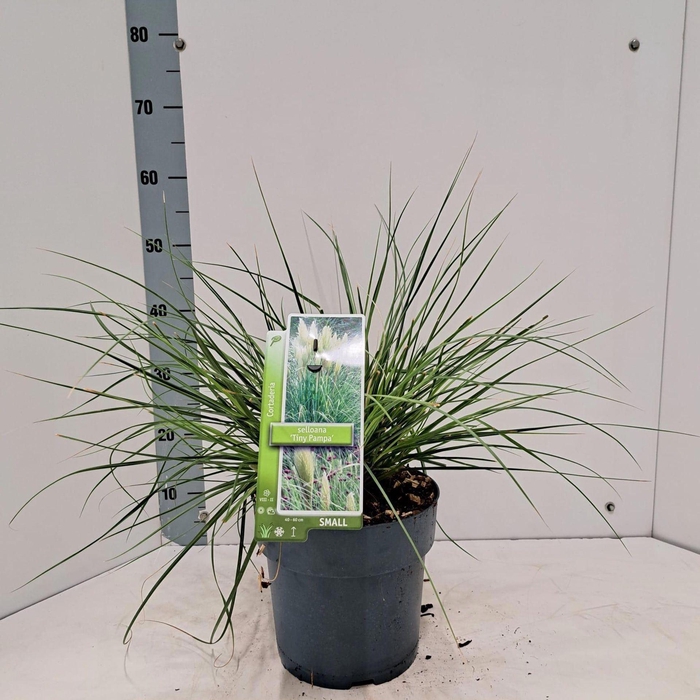 Cortaderia selloana Tiny Pampa