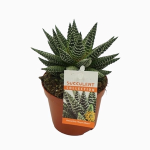 Haworthia 0313HMR