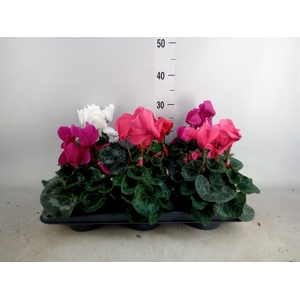 Cyclamen GR 'Mammoth'