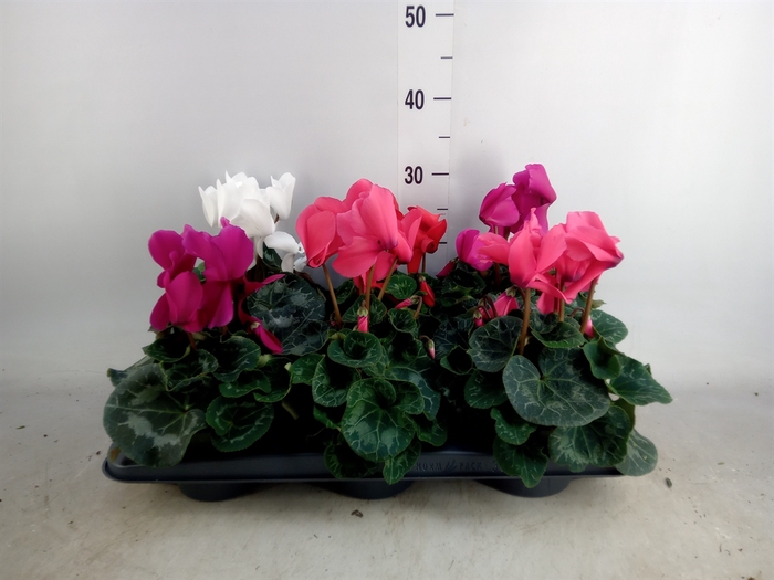 <h4>Cyclamen GR 'Mammoth'</h4>