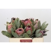Protea Barbigera Air