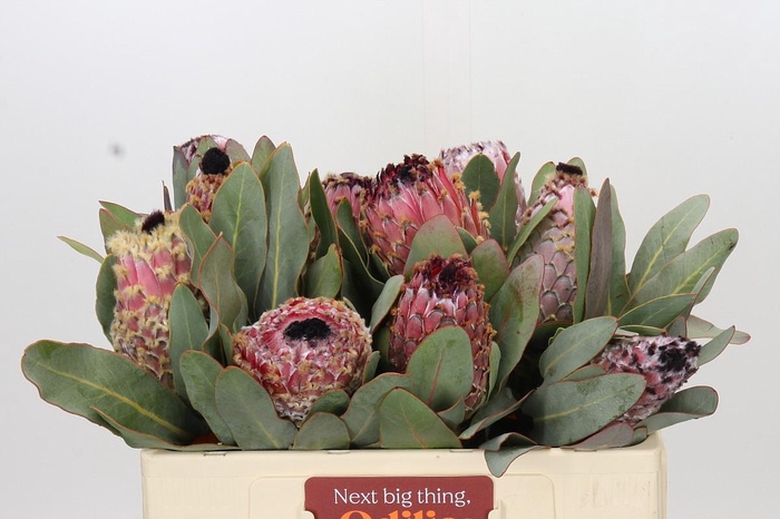 <h4>Protea Barbigera Air</h4>