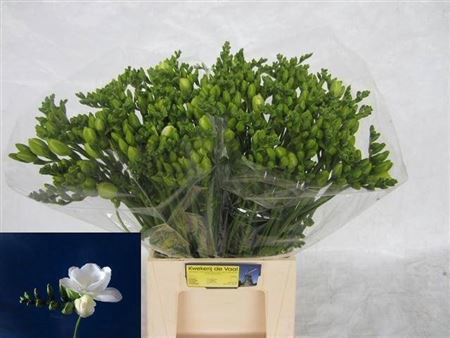 Fr Du Essence