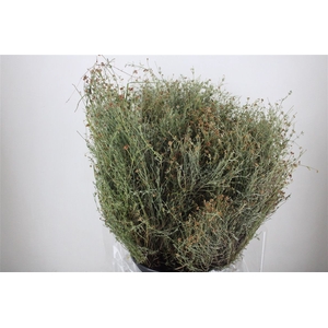 Thym Falso 400gr P Bunch