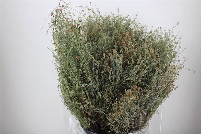 <h4>Thym Falso 400gr P Bunch</h4>