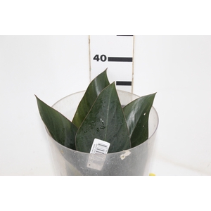 FOLHAGEM PHILODENDRON ROJO CONGO 050 CM