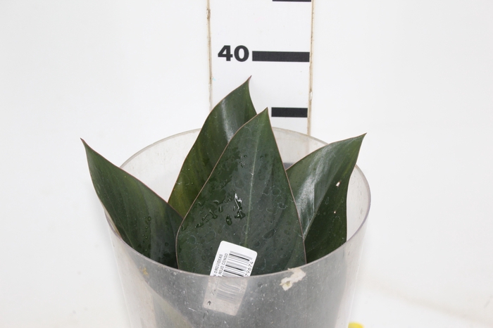 <h4>FOLHAGEM PHILODENDRON ROJO CONGO 050 CM</h4>
