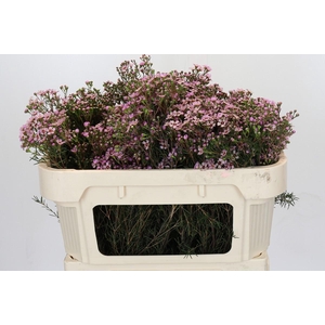 Chamelaucium Jupiter Solar