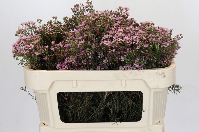 <h4>Chamelaucium Jupiter Solar</h4>