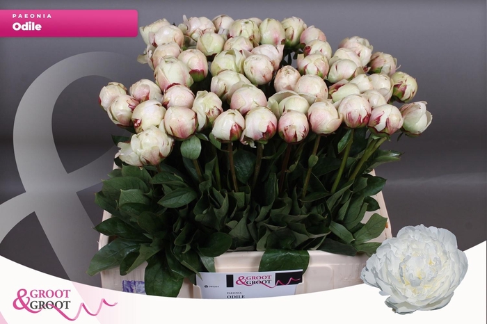 <h4>PAEO L ODILE</h4>