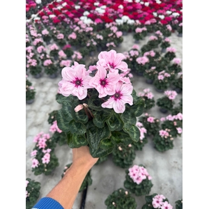 Cyclamen KL 'Illusia'
