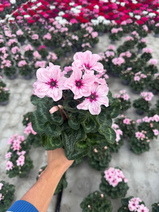<h4>Cyclamen KL 'Illusia'</h4>