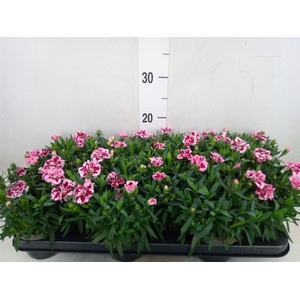Dianthus  'Oscar Pink And Purple'