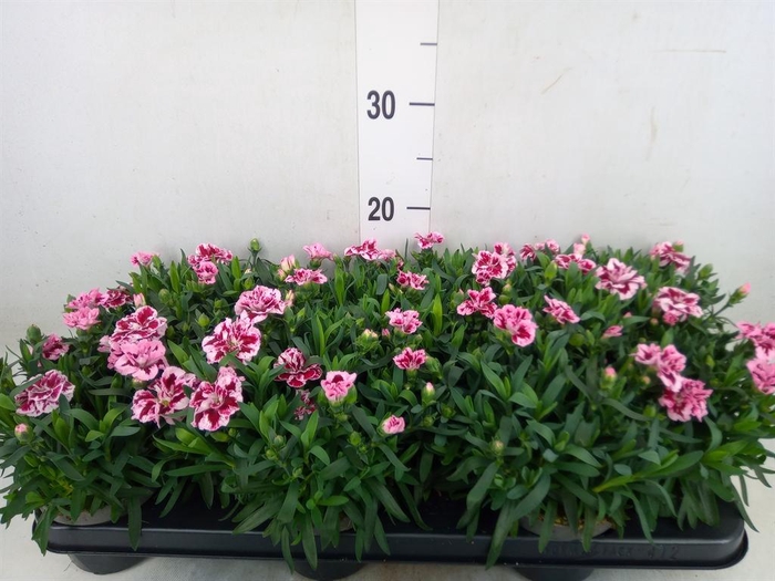 <h4>Dianthus  'Oscar Pink And Purple'</h4>