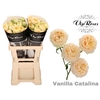 R TR VANILLA CATALINA