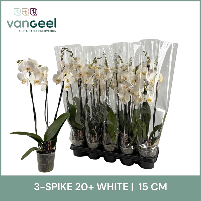 <h4>PHAL OV WIT</h4>