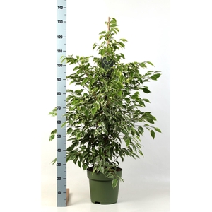 Ficus benja. 'Golden King'