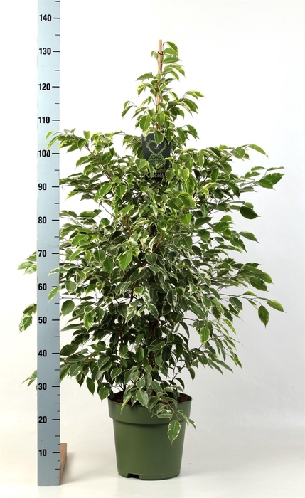 <h4>Ficus benja. 'Golden King'</h4>
