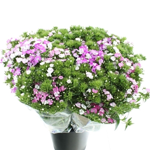 Di Barb Amazon Lavendel Super X L