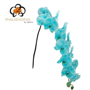 Phal Coloured Light Blue 10-14