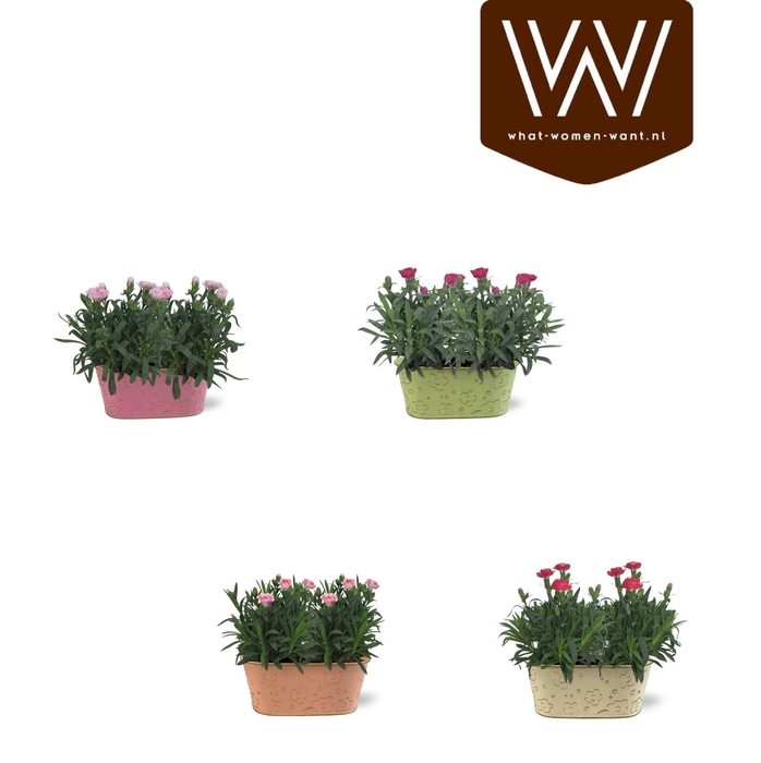 <h4>Collectie "Fruity Blend" Dianthus 19 cm in zinken duobakje Nova</h4>