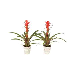 Guzmania Allura in potcover Havana