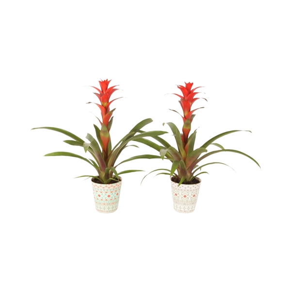 <h4>Guzmania Allura in potcover Havana</h4>