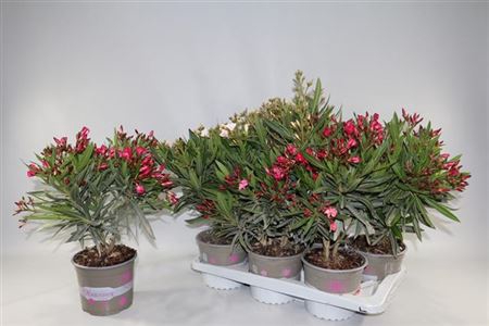 Nerium Oleander Ov