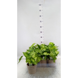Syngonium  'Arrow'