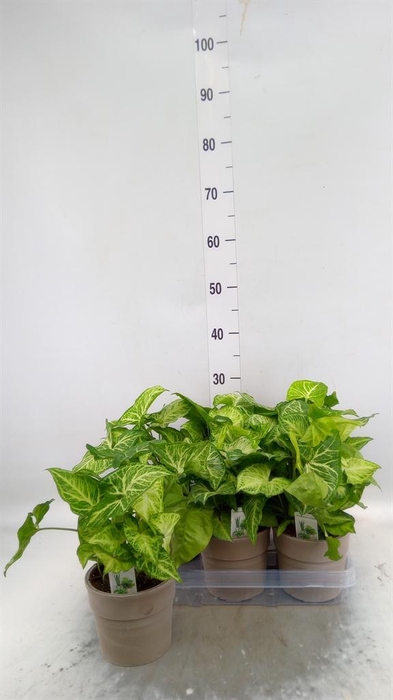 <h4>Syngonium  'Arrow'</h4>