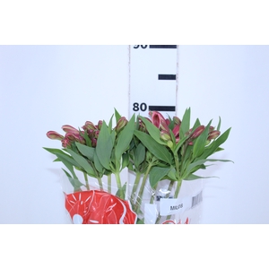 ALSTROEMERIA MILOS 080 CM