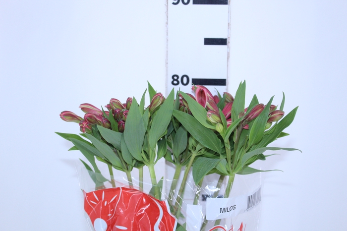 ALSTROEMERIA MILOS 080 CM